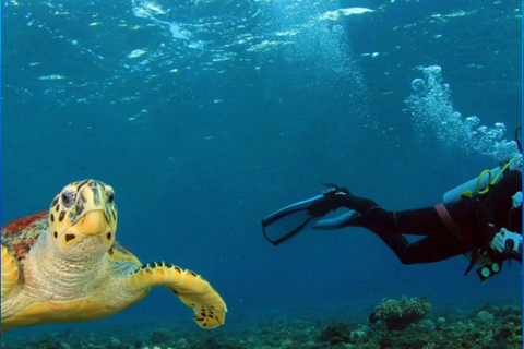 Qatar Ocean Discovery: Guided Scuba Dive & Refreshing Break