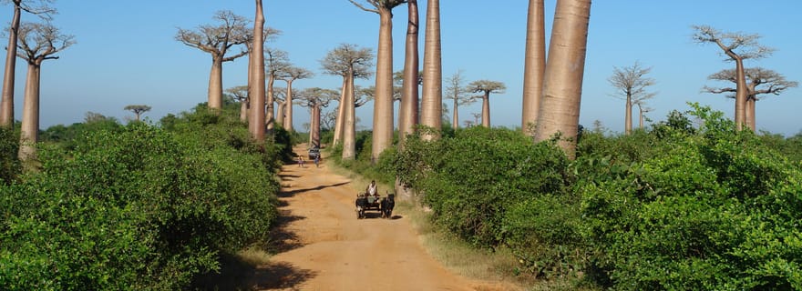 Madagascar : Circuit de 12 jours avec vols et hébergement