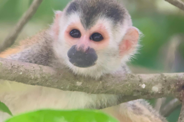 Parque Manuel Antonio: Excursão a pé guiada com um naturalistaTour particular