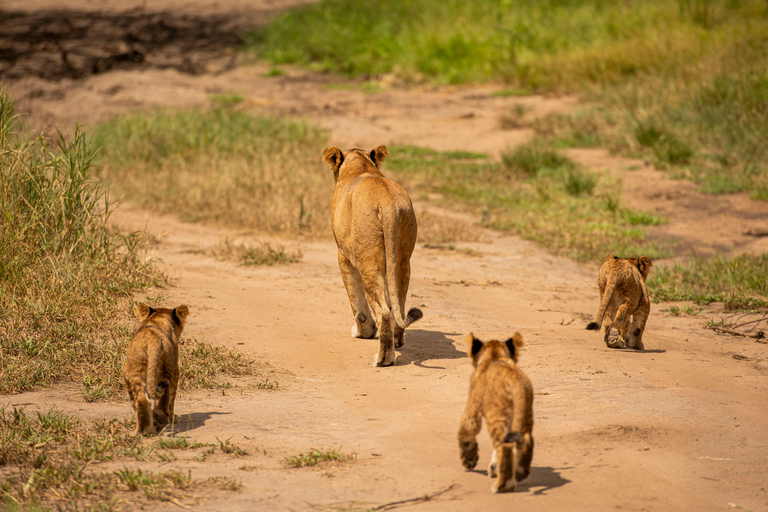 Arusha: Ngorongoro Crater day trip