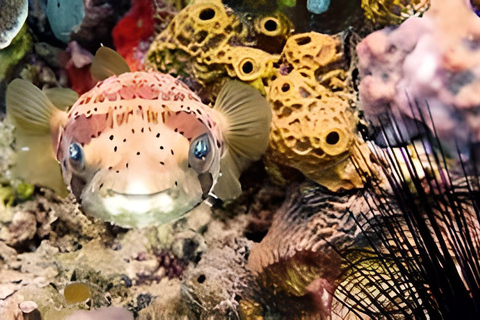 Experimenta el Emocionante Mundo Submarino del CaribeDescubre el pecio y nada con las tortugas y los peces tropicales