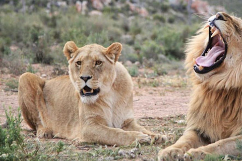 Safari d'une journée au Cap