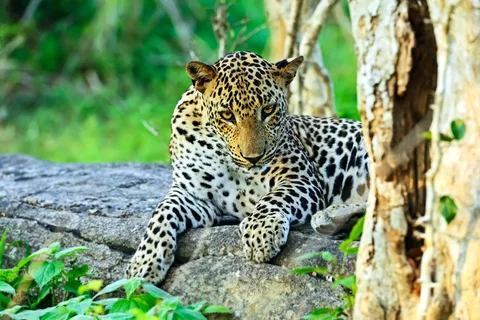 Safari privado no Parque Nacional de Yala: excursão 4x4 para observação de leopardos