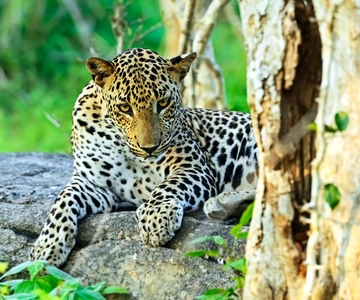 Safari privado no Parque Nacional de Yala: excursão 4x4 para observação de leopardos
