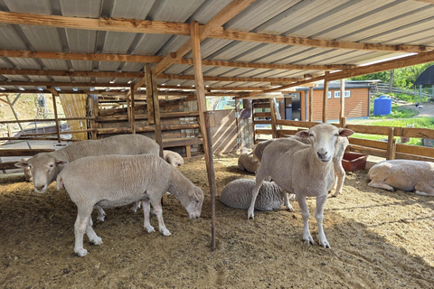 Chuncheon: Korean Rural Culture & Farm Tour