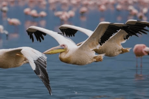 Cape Town: Kirstenbosch & False Bay Birdwatching Tour