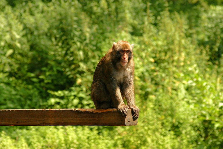Tokyo: Private Nagano Zenko-ji & Snow Monkeys Day Trip Tokyo: Private Nagano Toyota Velfire (1–6 persons)