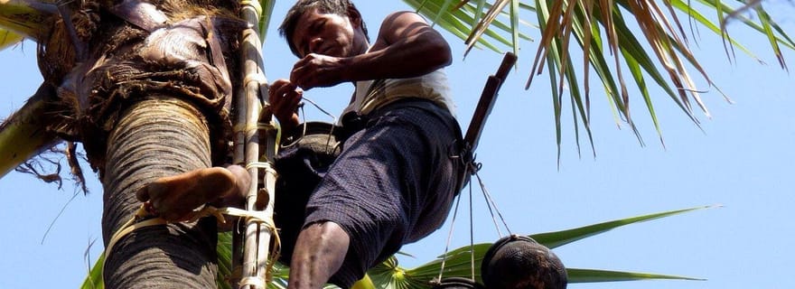 Jaffna : expérience de prélèvement de palmyra et dégustation