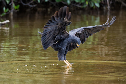 Rio Lagartos et Las Coloradas : EcoSafari Flamingo DeluxRio Lagartos et Las Coloradas : EcoSafari Flamingo Deluxe