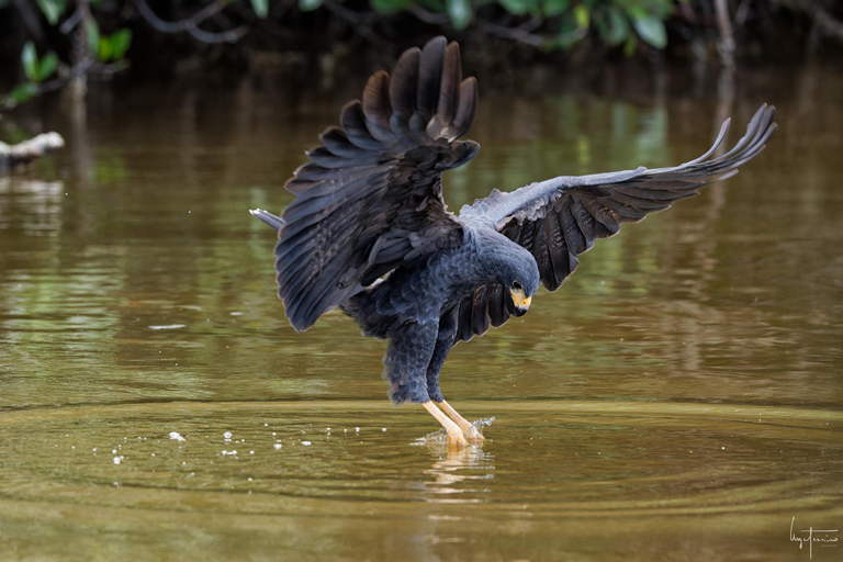 Rio Lagartos et Las Coloradas : EcoSafari Flamingo DeluxRio Lagartos et Las Coloradas : EcoSafari Flamingo Deluxe