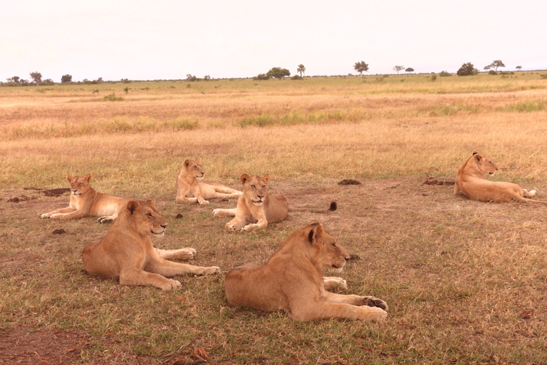 6 Days Tanzanian Safari Serengeti Wonders & Crater Magic
