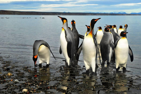 Giornata di avventura nella Terra del Fuoco: Pinguini Re