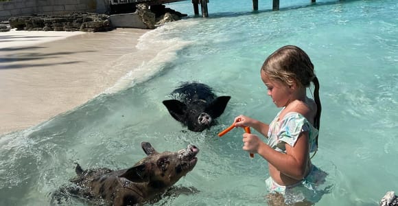 Nassau: Swimming Pigs And Snorkel With Turtles