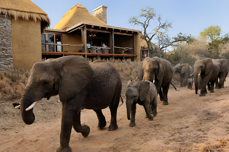 Luxury 5 Day all-inclusive Kruger & Panorama Tour from JHB!