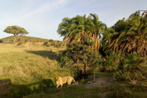 Safari dans le Kenya sauvage Explorez Amboseli, Tsavo Ouest et Tsavo Est 4 joursSafari sauvage au Kenya : découvrez Amboseli, Tsavo Ouest et Tsavo Est en 4 jours