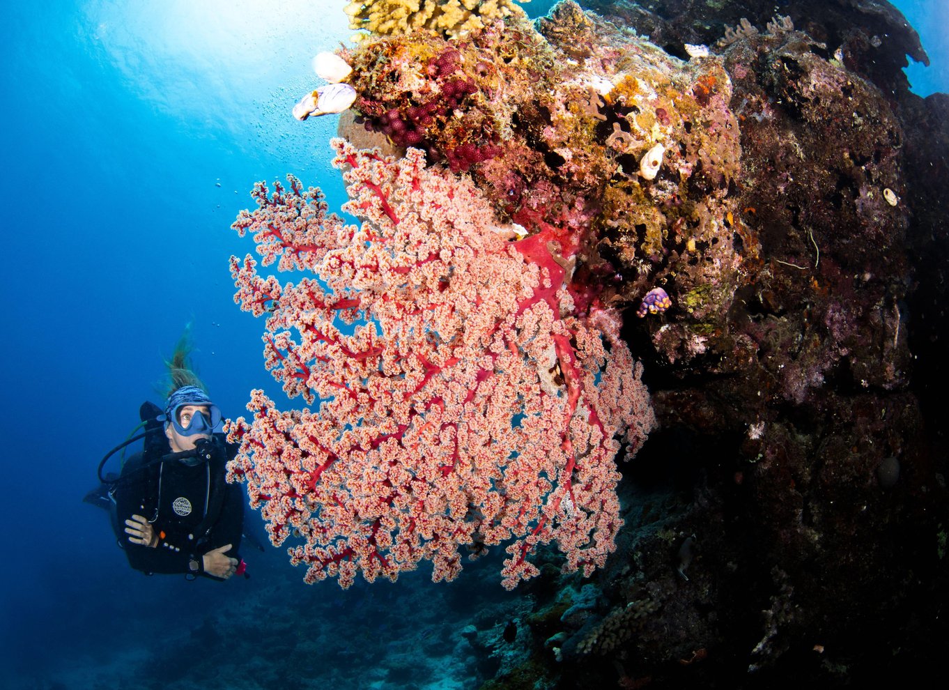 Port Douglas: Dykning og snorkling ved Great Barrier Reef med Silversonic