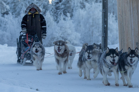 Experience the Magic of Lapland with Sled Husky Adventures The Logging Camp Trail (10km)