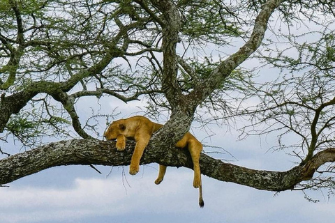 Arusha: 5-Day Budget Tanzania Safari