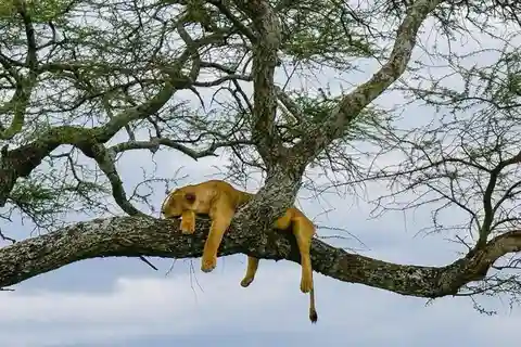 Arusha: Safari de 5 dias na Tanzânia com orçamento limitado