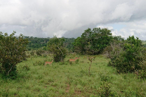 Kwale: Private day tour to Shimba Hills with Picnic lunch