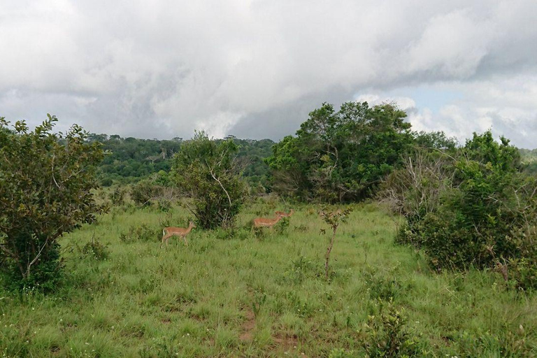 Kwale: Private day tour to Shimba Hills with Picnic lunch