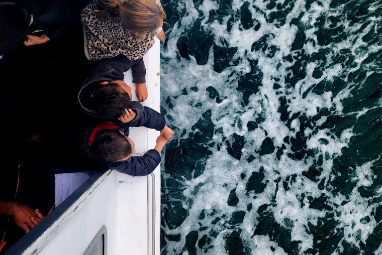 Crociera nel porto di Tauranga