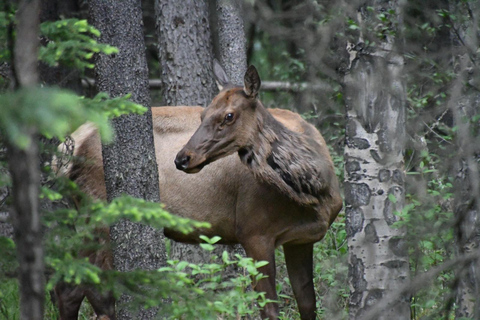 From Banff: Wildlife Viewing, Top Sights & Gondola Ticket