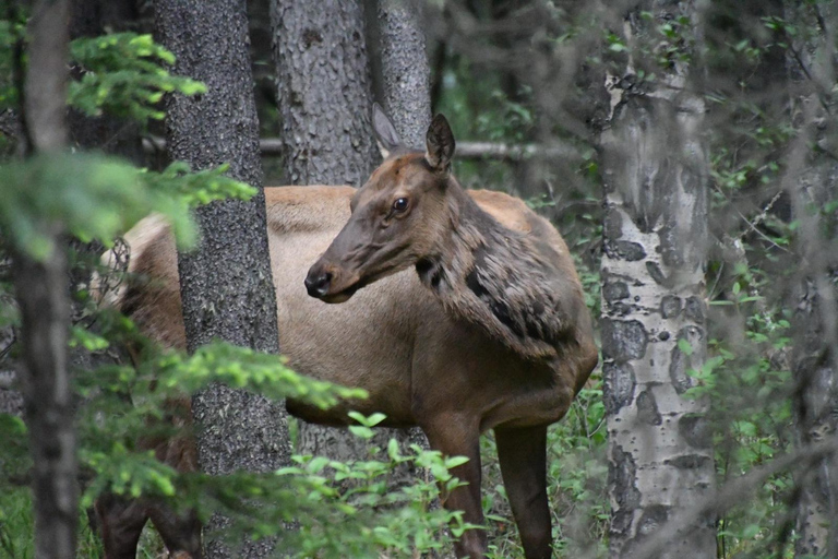 From Banff: Wildlife Viewing, Top Sights & Gondola Ticket