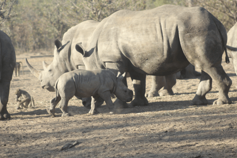 Livingstone: Rhino Tracking & Victoria Falls Combo