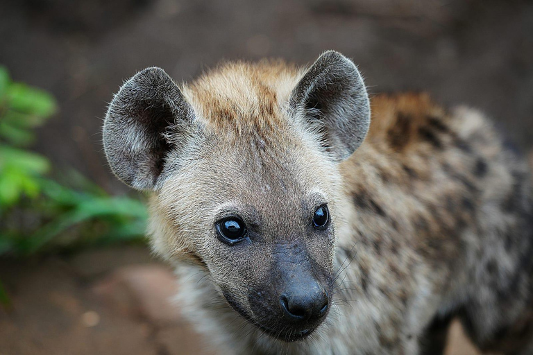 Chobe National Park Express Land Safari + Pickup