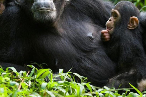 From Entebbe: 8-Day Luxury Safari with Gorilla Trekking