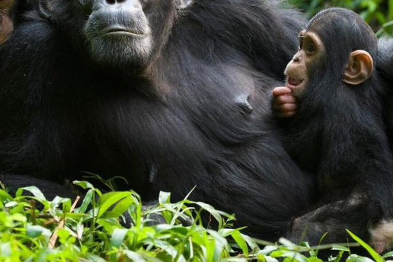 From Entebbe: 8-Day Luxury Safari with Gorilla Trekking