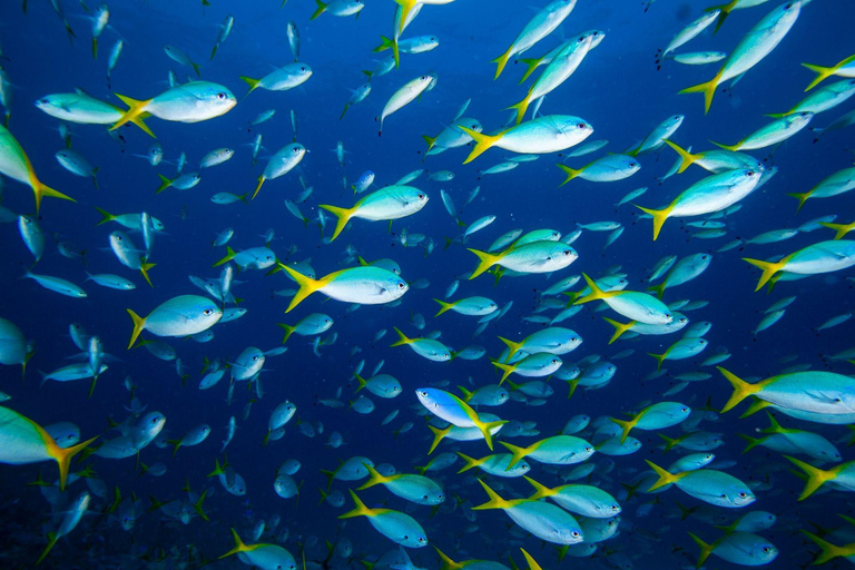 Isabela Island: Concha Perla Snorkeling Experience