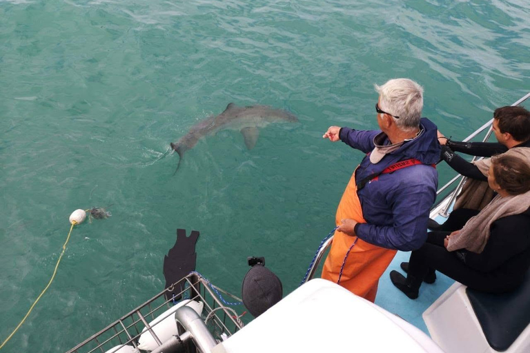 Shark Cage Diving: CAPE TOWN (Lunch & Transport included)