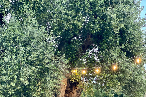 Ostuni: Tour por una finca entre olivos milenarios con cata de aceite.