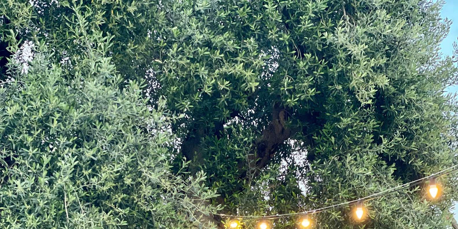 奧斯圖尼：在千年橄欖樹叢中遊覽農場，品嚐橄欖油| GetYourGuide