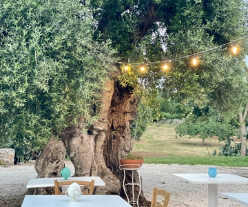 Ostuni: Farm tour among thousand-year-old olive trees with oil tasting