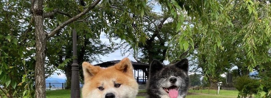 Akita : AKITA DOG DAY ! Une visite publique d'une journée