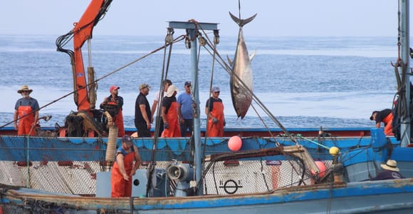 Barbate: Boat Tour to the Almadraba of Conil (Tuna Fishing)