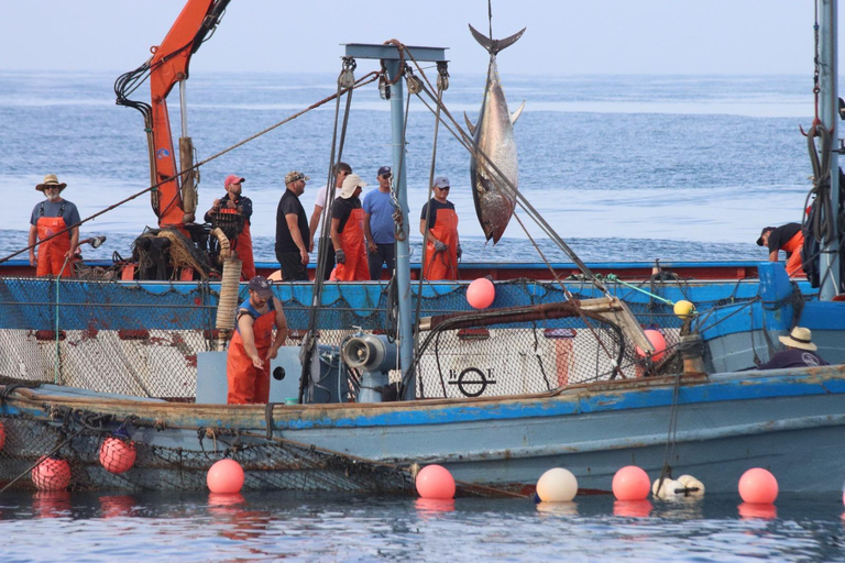 Barbate : Tour en bateau à l&#039;Almadraba de Conil (pêche au thon)