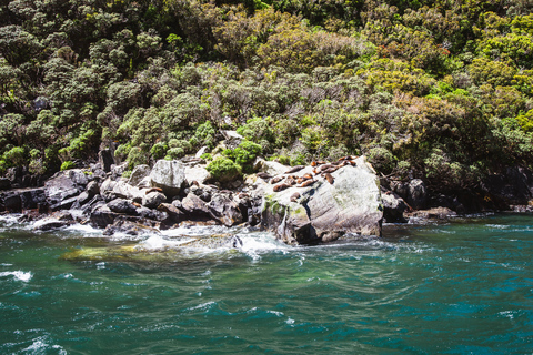 From Queenstown: Milford Sound Cruise and Scenic Drive