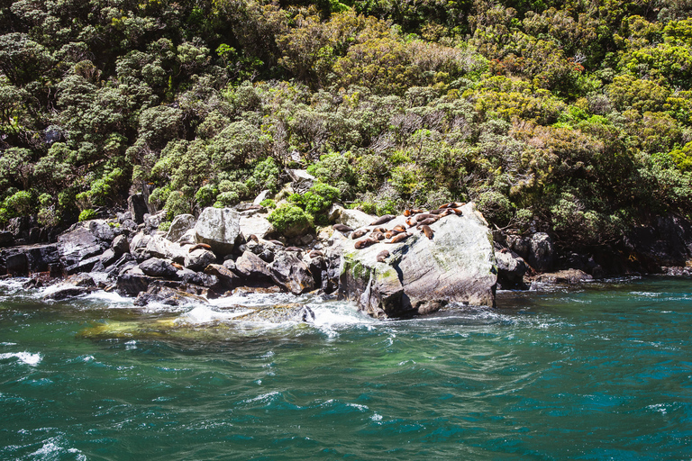 Van Queenstown: Milford Sound Cruise en Scenic Drive