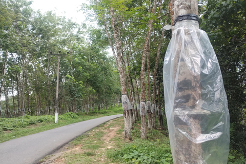 Colombo: Excursión de un día; jardines botánicos de la zona húmeda de Seethawaka