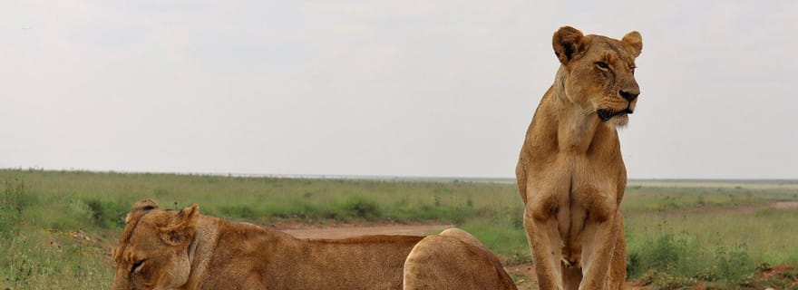 Parc national de Nairobi, orphelinat pour éléphants et centre pour girafes