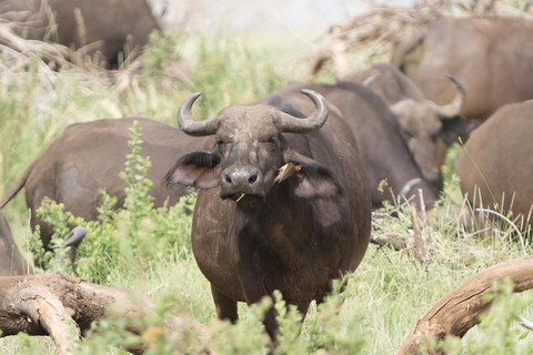 Tanzania: un safari di 5 giorni e un&#039;esperienza culturale imperdonabile