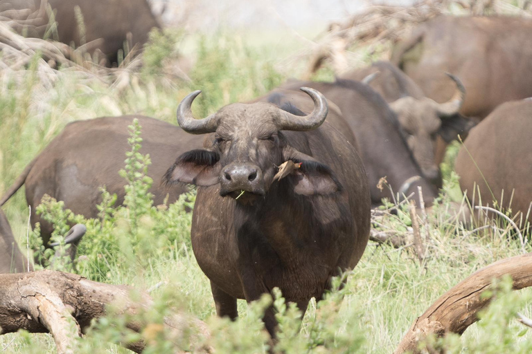 Tanzania: un safari di 5 giorni e un&#039;esperienza culturale imperdonabile