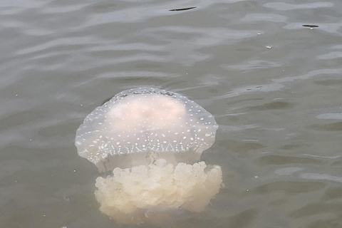 Daytona/New Smyrna Beach: Unforgettable Kayak Wildlife tours