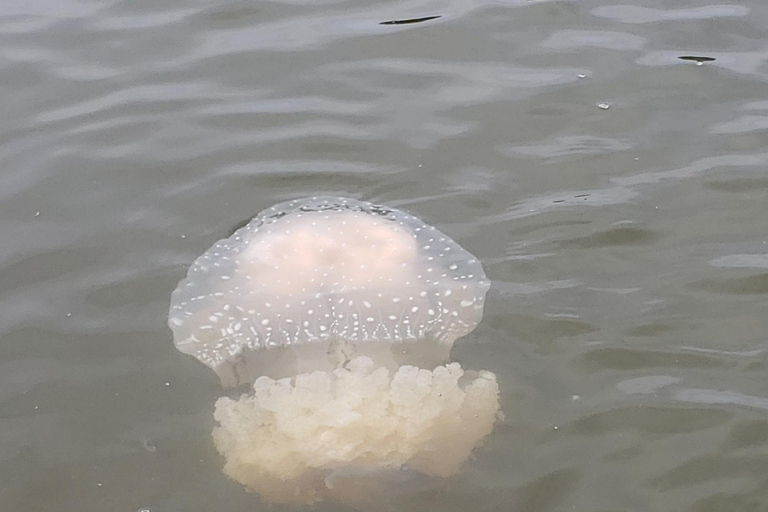 Daytona/New Smyrna Beach: Unforgettable Kayak Wildlife tours