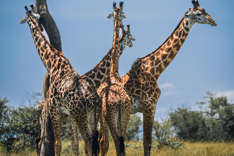 Sambia: Halbtägige Reitsafari + Mittagessen