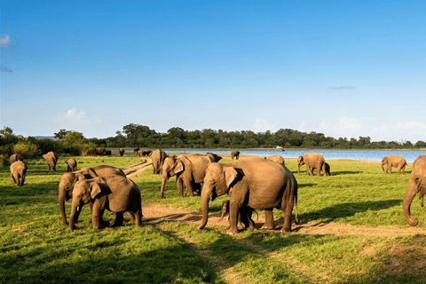 Polonnaruwa Ancient City e Wildlife Safari da Dambulla